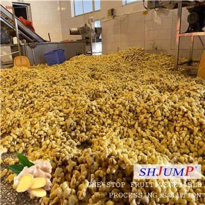 Ginger Processing Kab